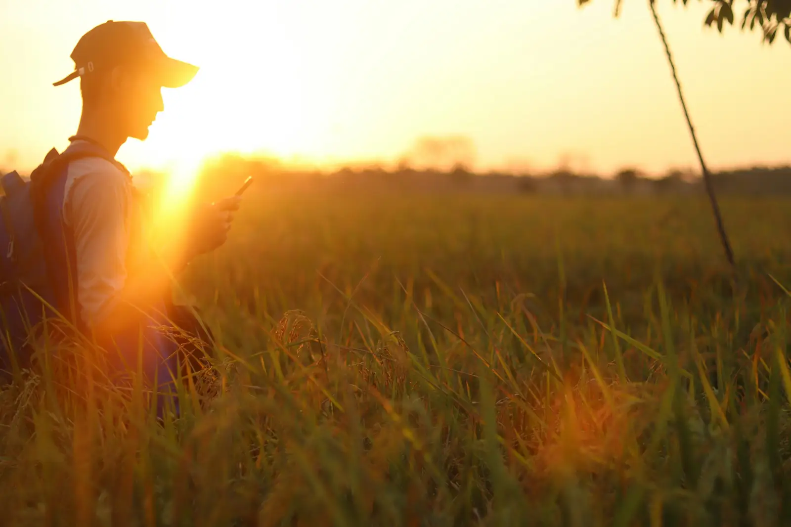 A person standing in tall grass at sunset, looking at a phone