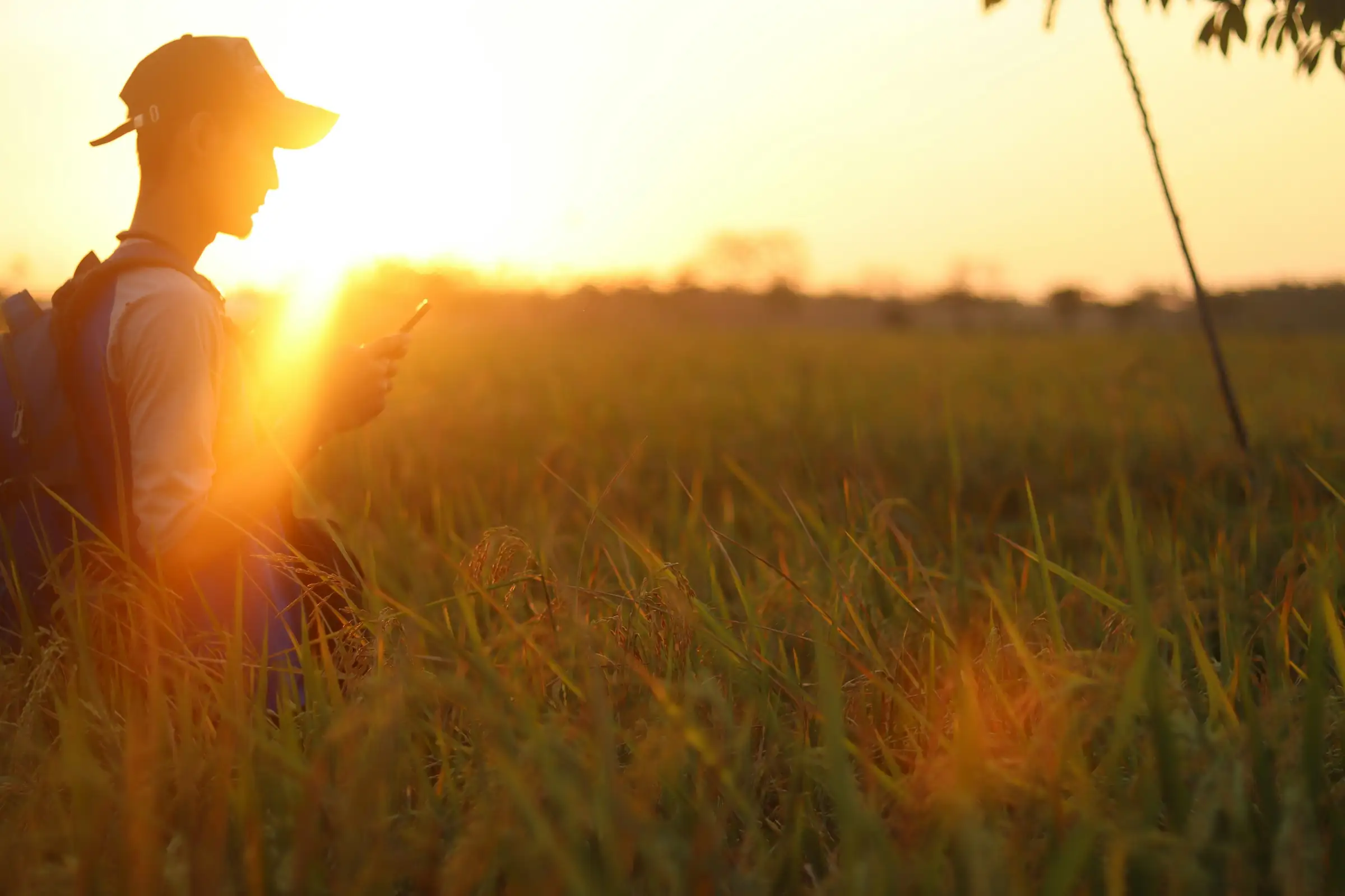 A person in a cap holding a phone in a field of tall crops, backlit by a low sun